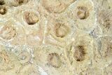 Fossil Coral (Actinocyathus) Head - Morocco #105722-1